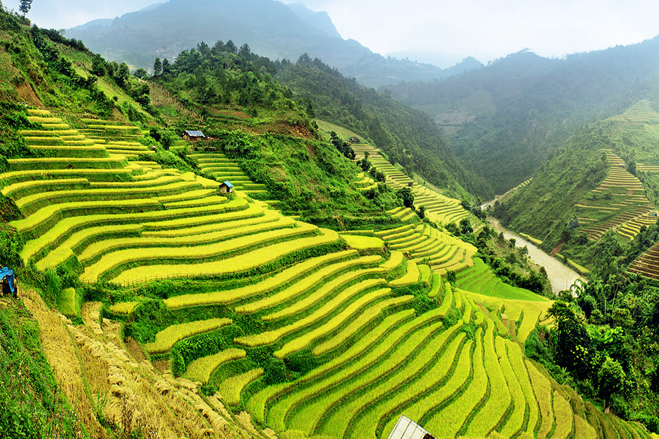 Rijstvelden, Vietnam