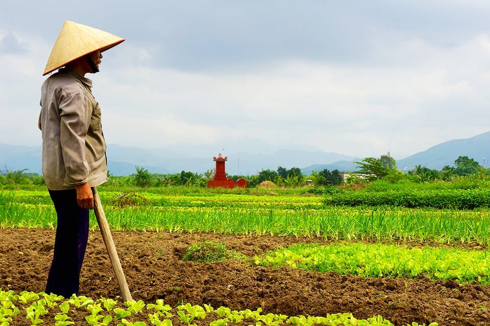 Landbouw, Vietnam