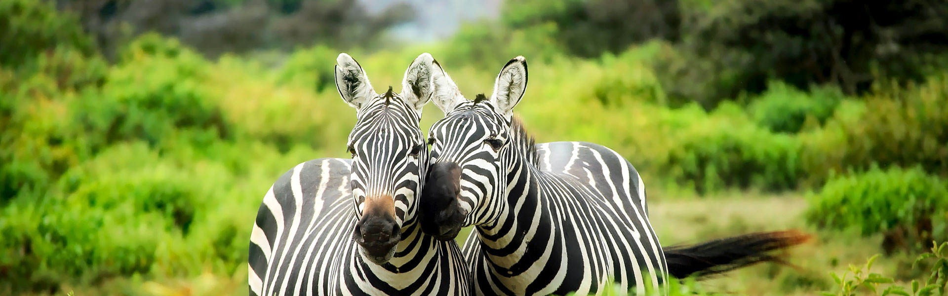 Zebra's in Kenia