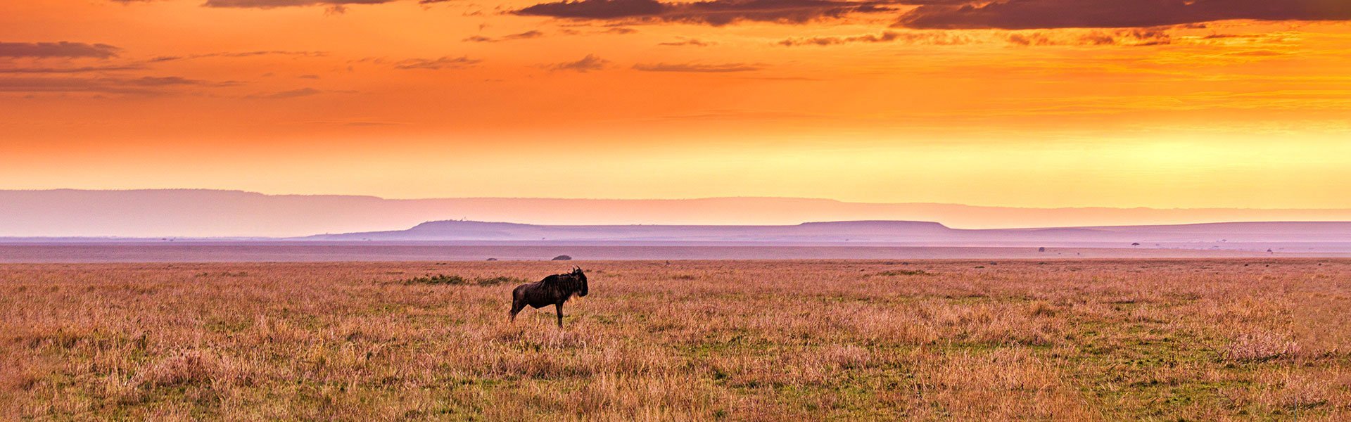 Buffel in Kenia