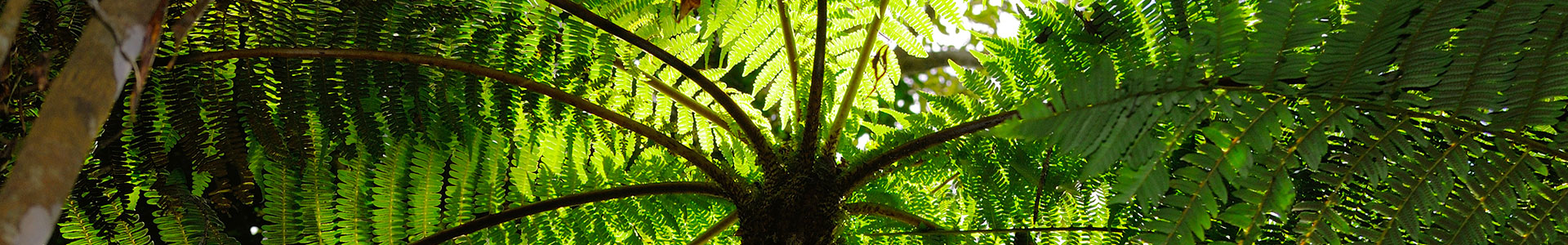 Andasibe National Park op Madagaskar