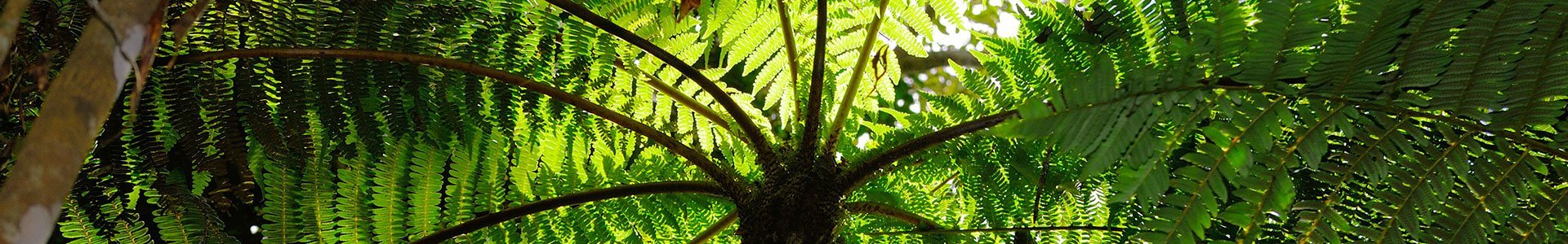 Andasibe National Park op Madagaskar