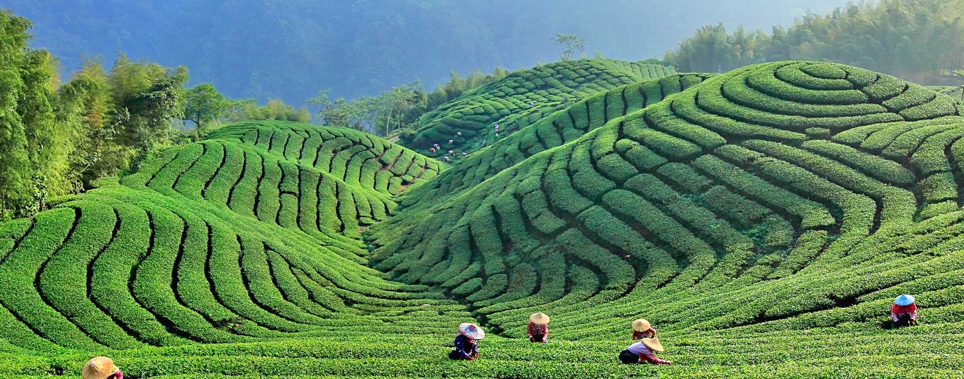 Theeplantage in Taiwan