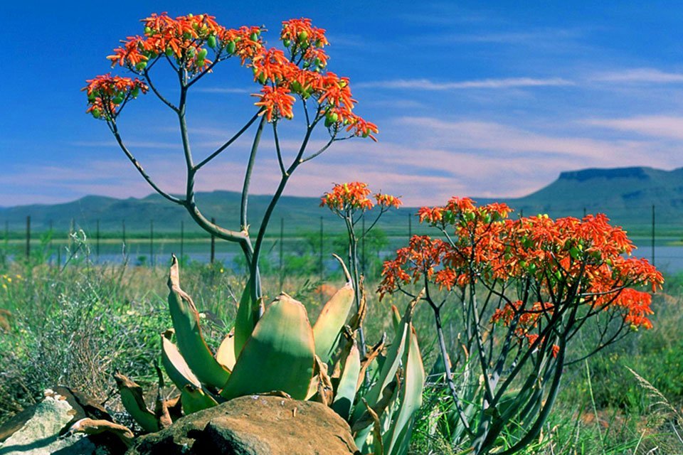 Tuinroute, Zuid-Afrika