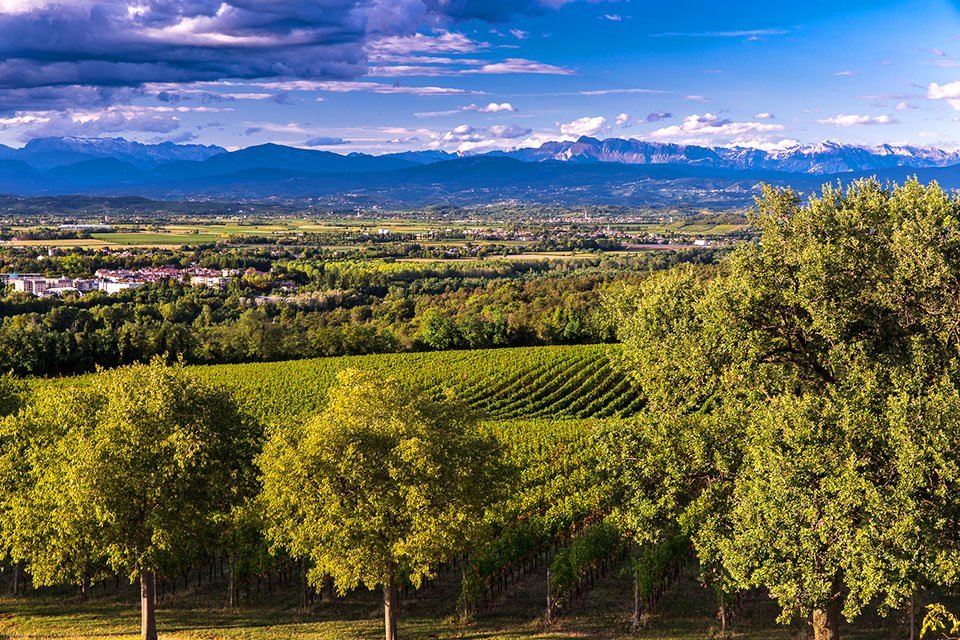 Wijngaarden in Friuli Italië | Foto: Castelvecchio