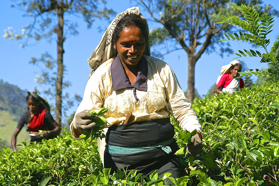 Nuwara Eliya, Sri Lanka