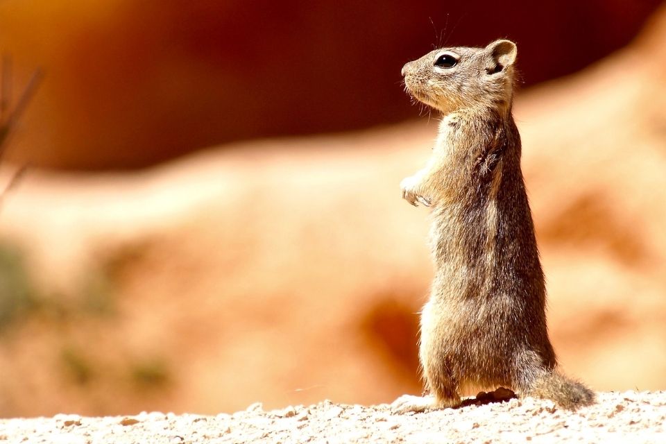 Eekhoorn in de Grand Canyon, Amerika