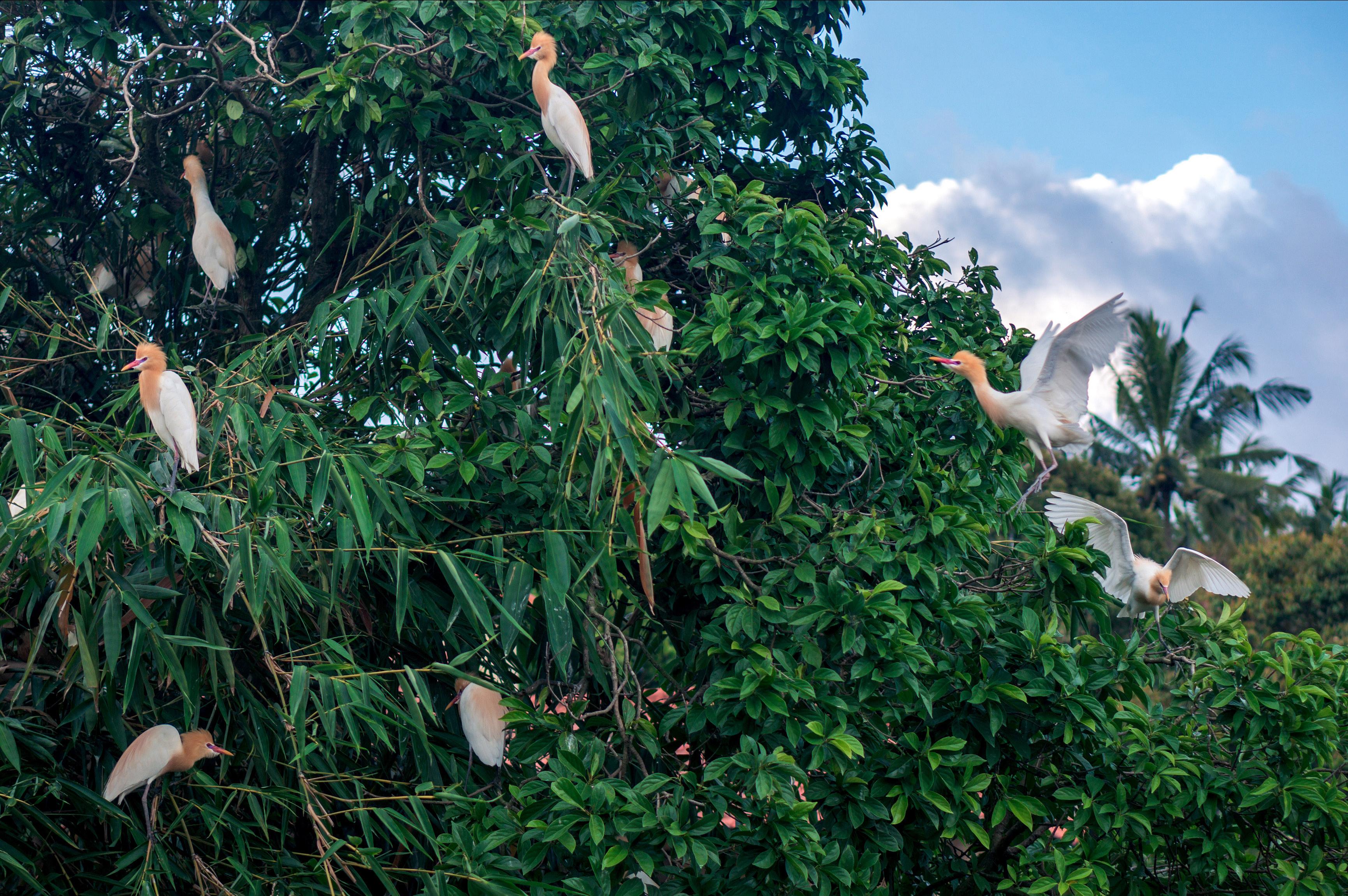 Kokokan vogels in Petulu Gunung, Bali