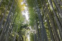 Bamboebos Kyoto, Japan