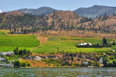 Niagara Peninsula wijngebied