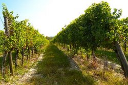 Wijnstokken bij Wenen, Oostenrijk