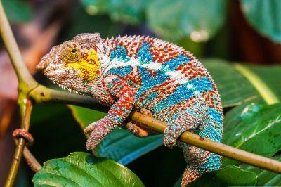 Panterkameleon, Madagaskar