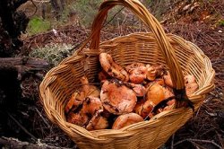 Paddenstoelen zoeken in Spanje