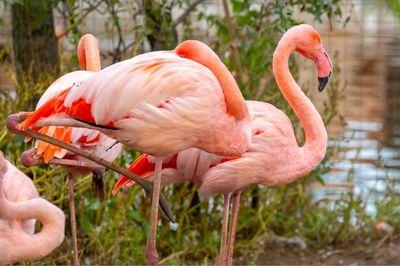 Roze flamingo's