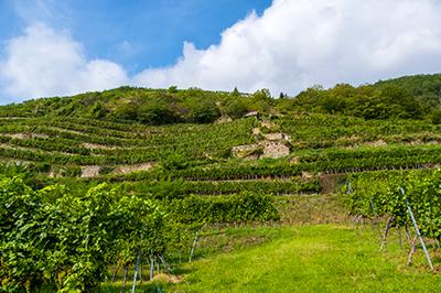 Wijnberg in de Wachau