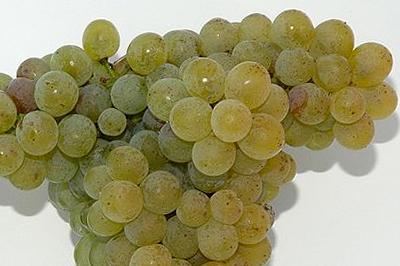 Rotgipfler druiven | Foto: Karl Bauer