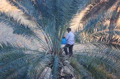 Oogst van dadelpalmen | Foto: reisleidster Willy