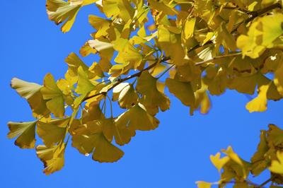 Ginkgobladeren