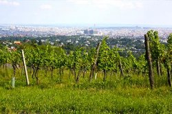 Wijnstokken bij Wenen, Oostenrijk