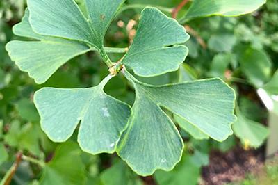 Ginkgoblad
