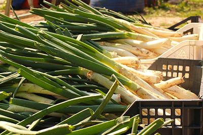 Calçots op de markt