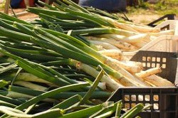 Calçots op de markt Calçots op de markt