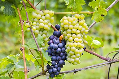 Verschillende druivenrassen