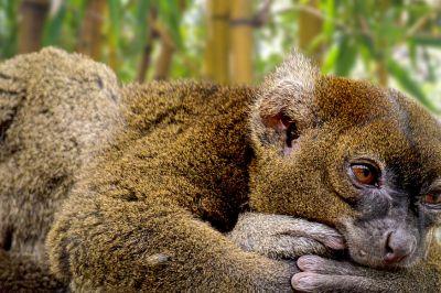 Bamboe-lemuur, Madagaskar