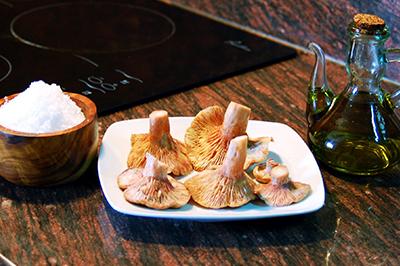 Paddenstoelen zoeken in Spanje