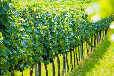 Oostenrijkse wijnstokken