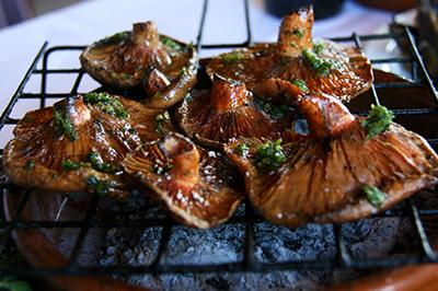 Paddenstoelen zoeken in Spanje