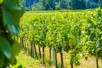 Oostenrijkse wijnstokken