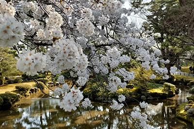 Kersenbloesem Kanazawa, Japan