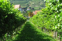 Wijnstokken bij de Donau, Oostenrijk