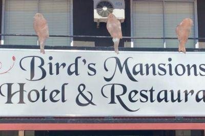 Birds Mansions Hotel Birds Mansions Hotel