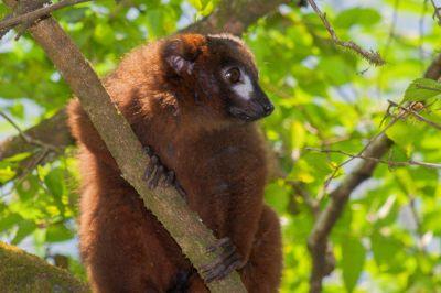 Roodbuikmaki, Ranomafana, Madagaskar