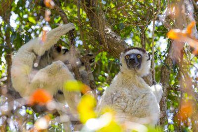 Witte sifaka, Madagaskar