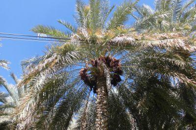 Dadelpalm | Foto: reisleidster Willy