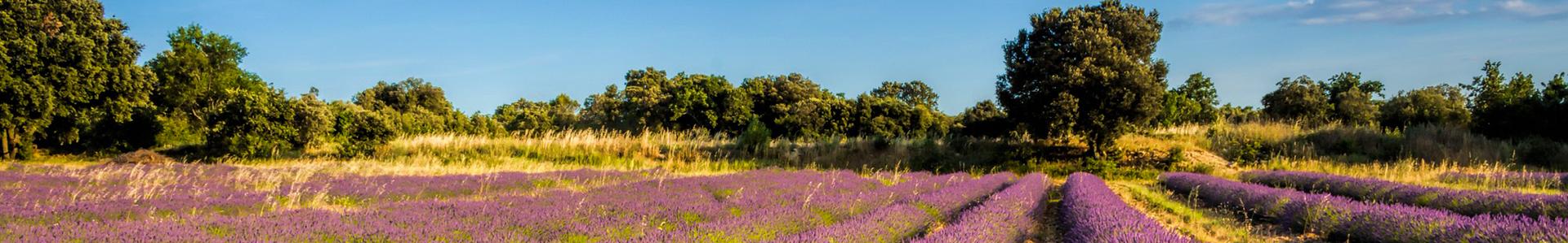 Lavendelvelden in Provence, Frankrijk