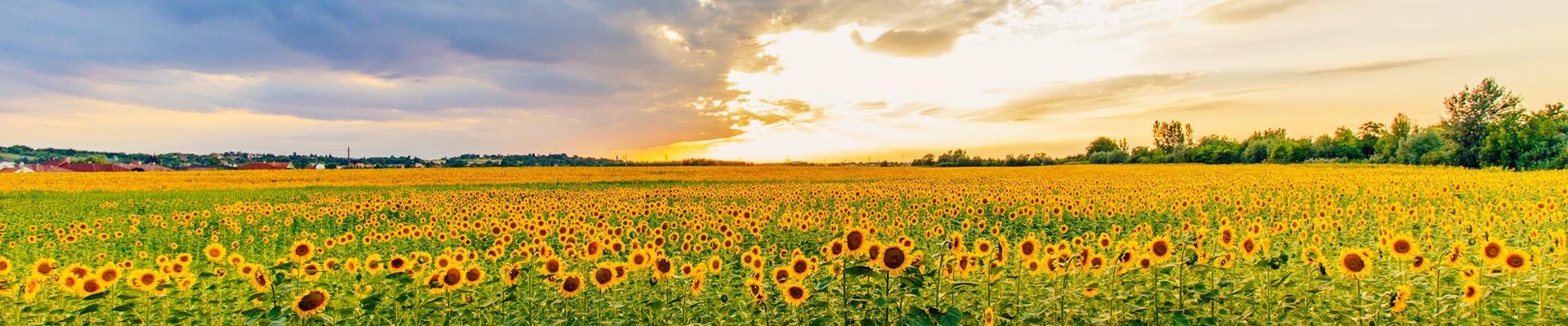 Velden met zonnebloemen, Frankrijk