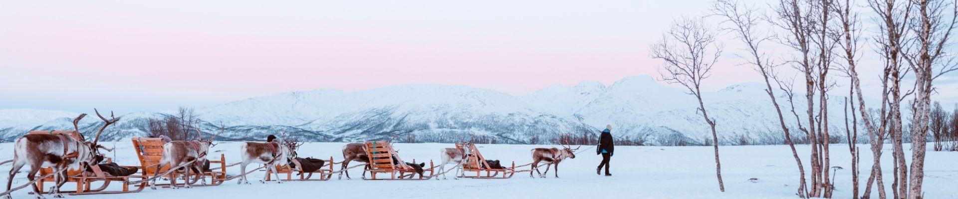 Rendierenslee in Tromsø, Noord-Noorwegen