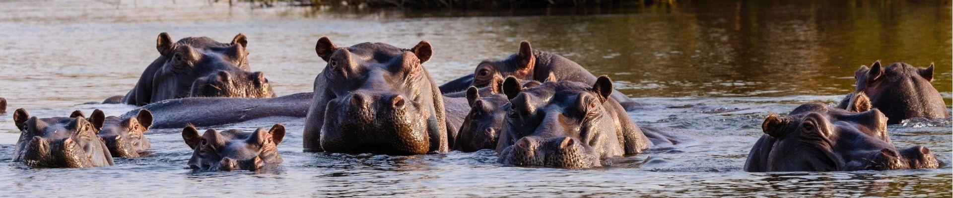 Nijlpaarden in de Zambezi rivier
