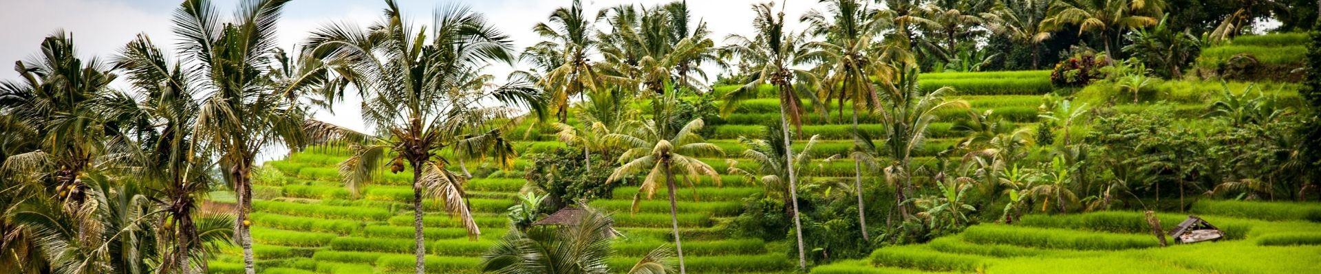 Rijstvelden op Bali
