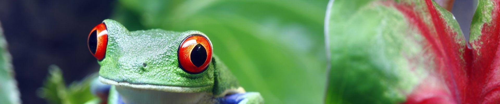 Kikker in Costa Rica