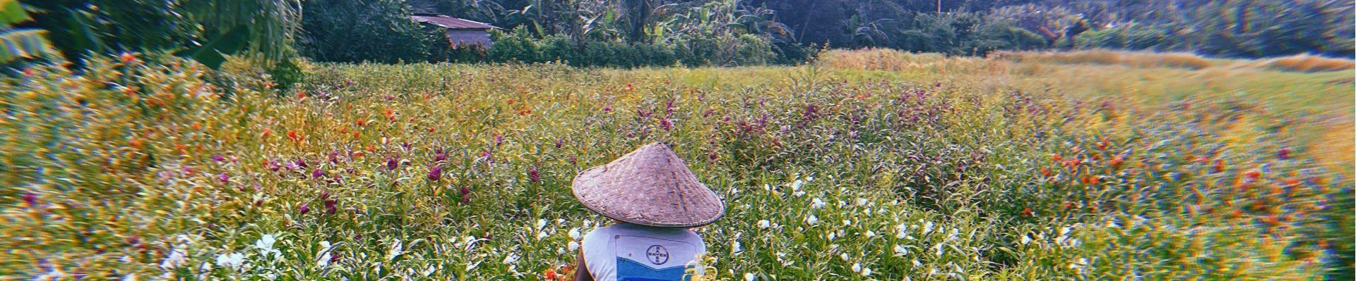 Bloemenvelden op Bali