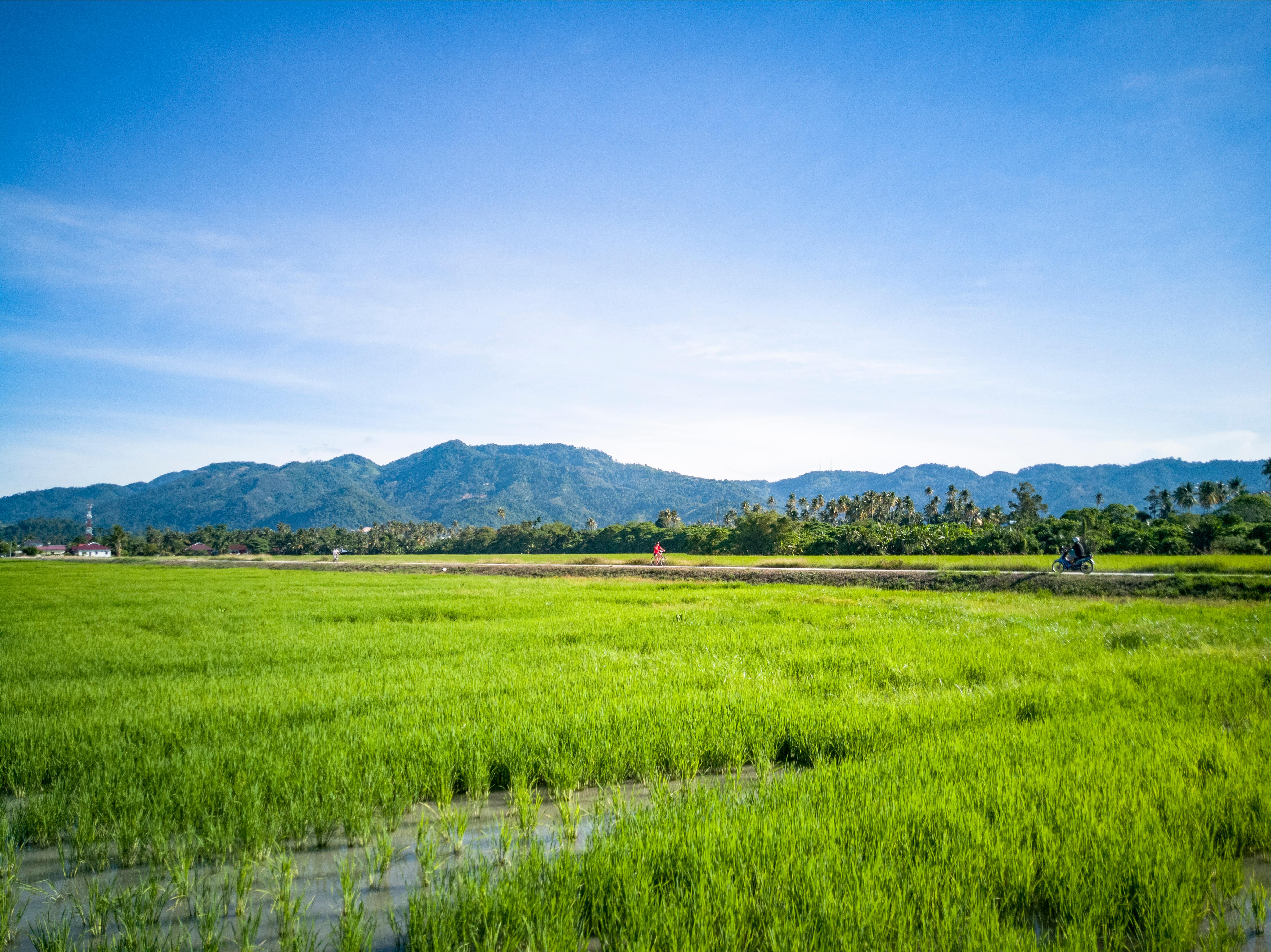 Rijstvelden Balik Pulau Maleisië