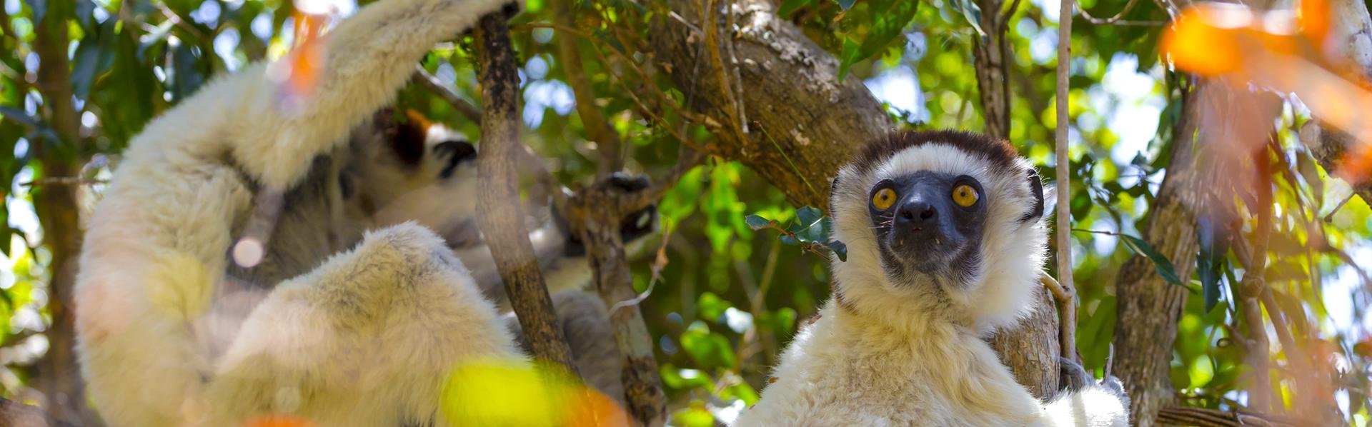 Lemuren in Madagaskar