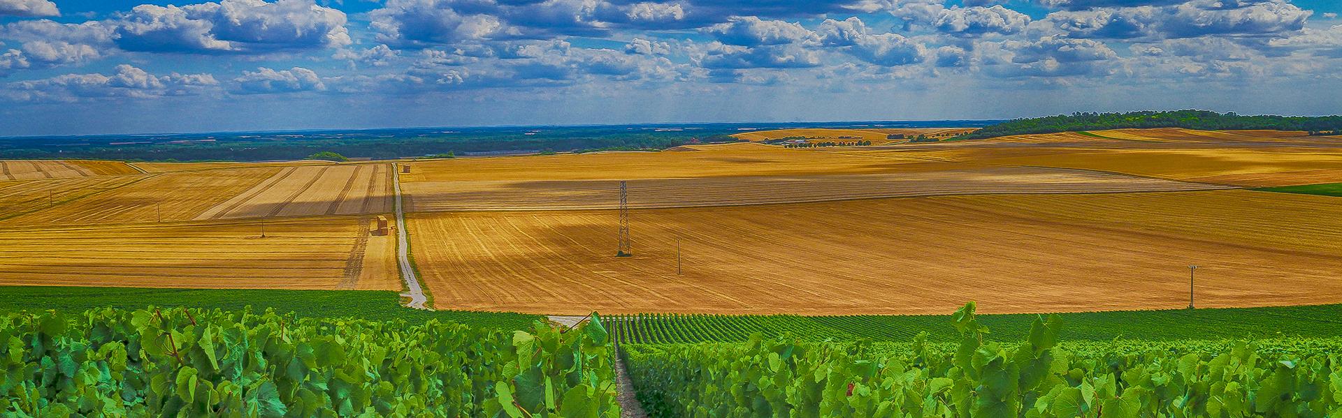 Wijngaarden in de Champagnestreek, Frankrijk