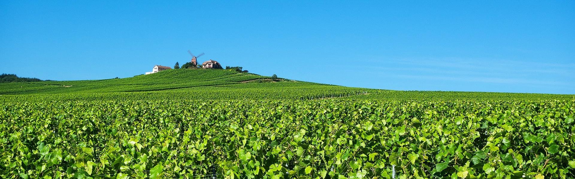 Champagne, La Montagne de Reims, Frankrijk