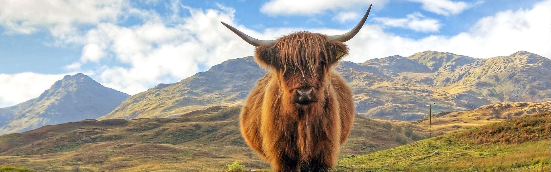 Highland koe in Schotland Groot-Brittannië